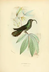 Eutoxeres aquila